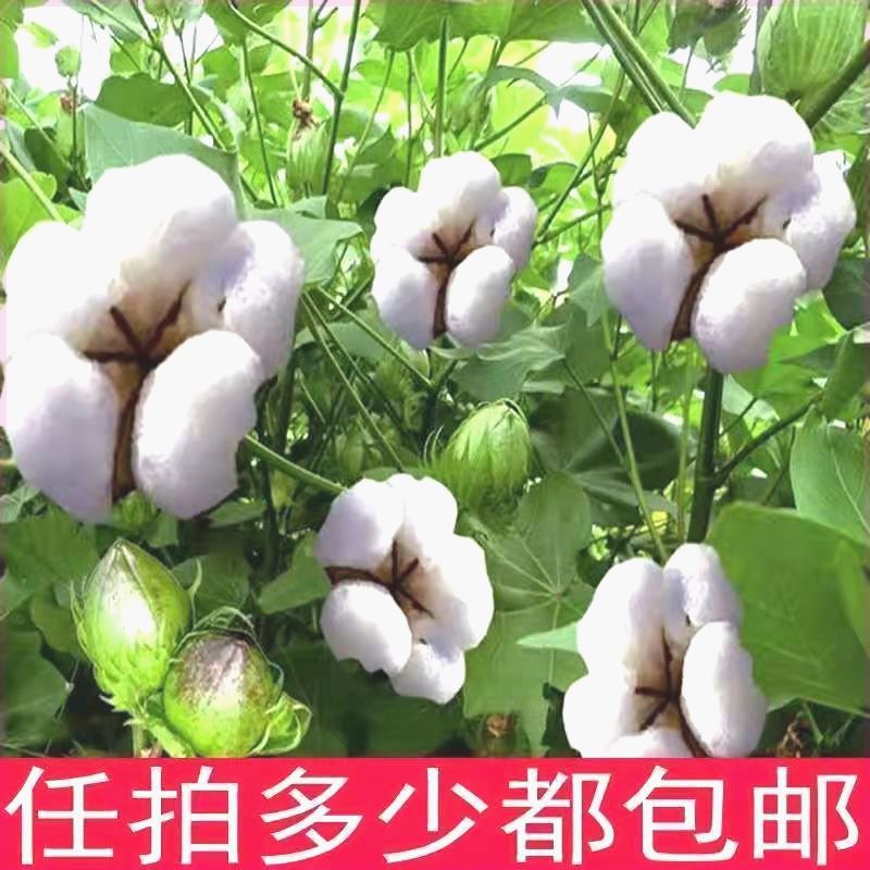 优质新疆棉花种子高产杂交抗虫棉花籽南方千斤懒汉基地农用自种子