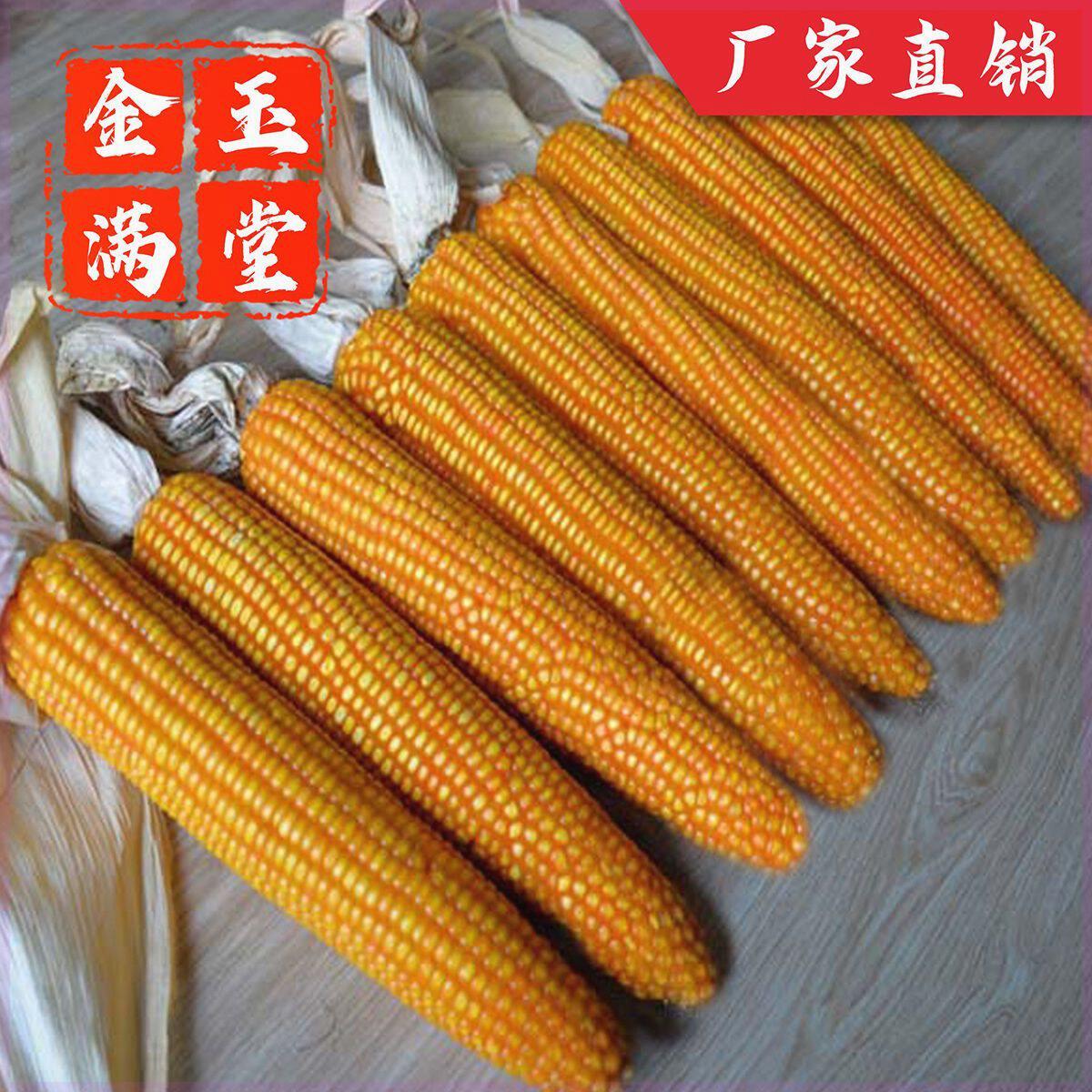 玉米种子高产耐高温耐瘠质优粮饲兼用非转基因金玉满堂厂家直销