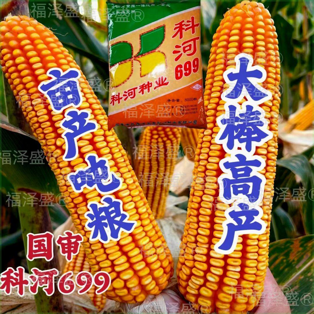 国审科河699高产玉米种子大全北方正品原装玉米种红轴大棒农科院