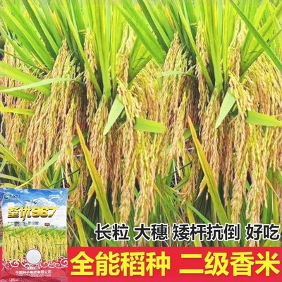 荃优967水稻种子杂交高产优质长粒米谷种稻谷抗病抗倒伏强水稻种