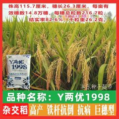 高产水稻种Y两优1998 超高产杂交水稻种子 长稻谷种