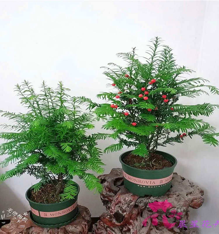 南方红豆杉盆景盆栽花卉常青植物吸甲醛结果绿植