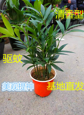 竹柏盆栽绿植室内客厅桌面四季常青清香型净化空气驱蚊虫