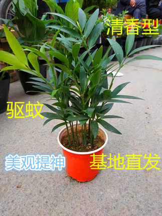 竹柏盆栽绿植室内客厅桌面四季常青清香型净化空气驱蚊虫