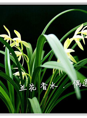 幽兰偶遇私家清淡典雅男女香水