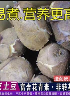 云南大山包小黑土豆昭通新鲜紫皮乌洋芋土豆马铃薯口感粉糯转转乌
