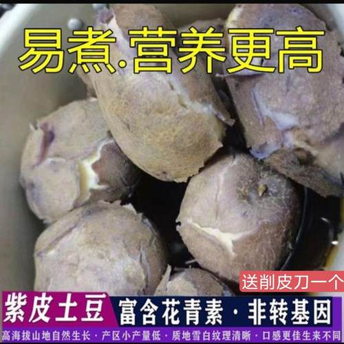 云南大山包小黑土豆昭通新鲜紫皮乌洋芋土豆马铃薯口感粉糯转转乌