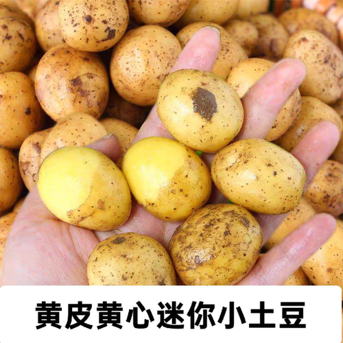 云南黄皮黄心土豆黄芯洋芋高山现挖黄心迷你小土豆新鲜农家马铃薯