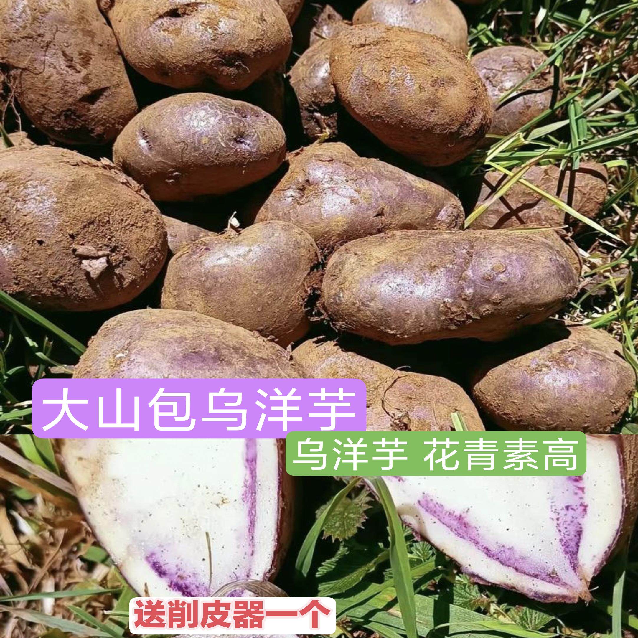 昭通大山包转专乌洋芋新鲜紫皮乌洋芋土豆马铃薯口感粉糯产地直发
