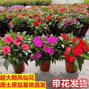 凤仙花盆栽多年生耐热喜水好养爆花花期长易爆盆庭院室外花园阳台