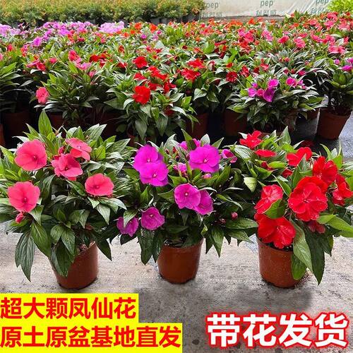凤仙花盆栽多年生耐热喜水好养爆花花期长易爆盆庭院室外花园阳台