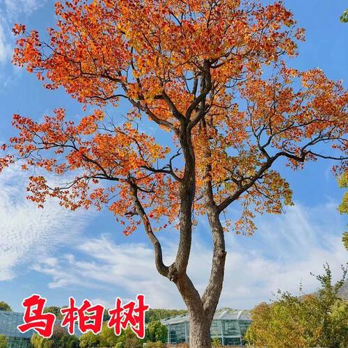 红枫树盆栽带花苞红枫树苗庭院种植大型工程绿化苗红枫树盆景