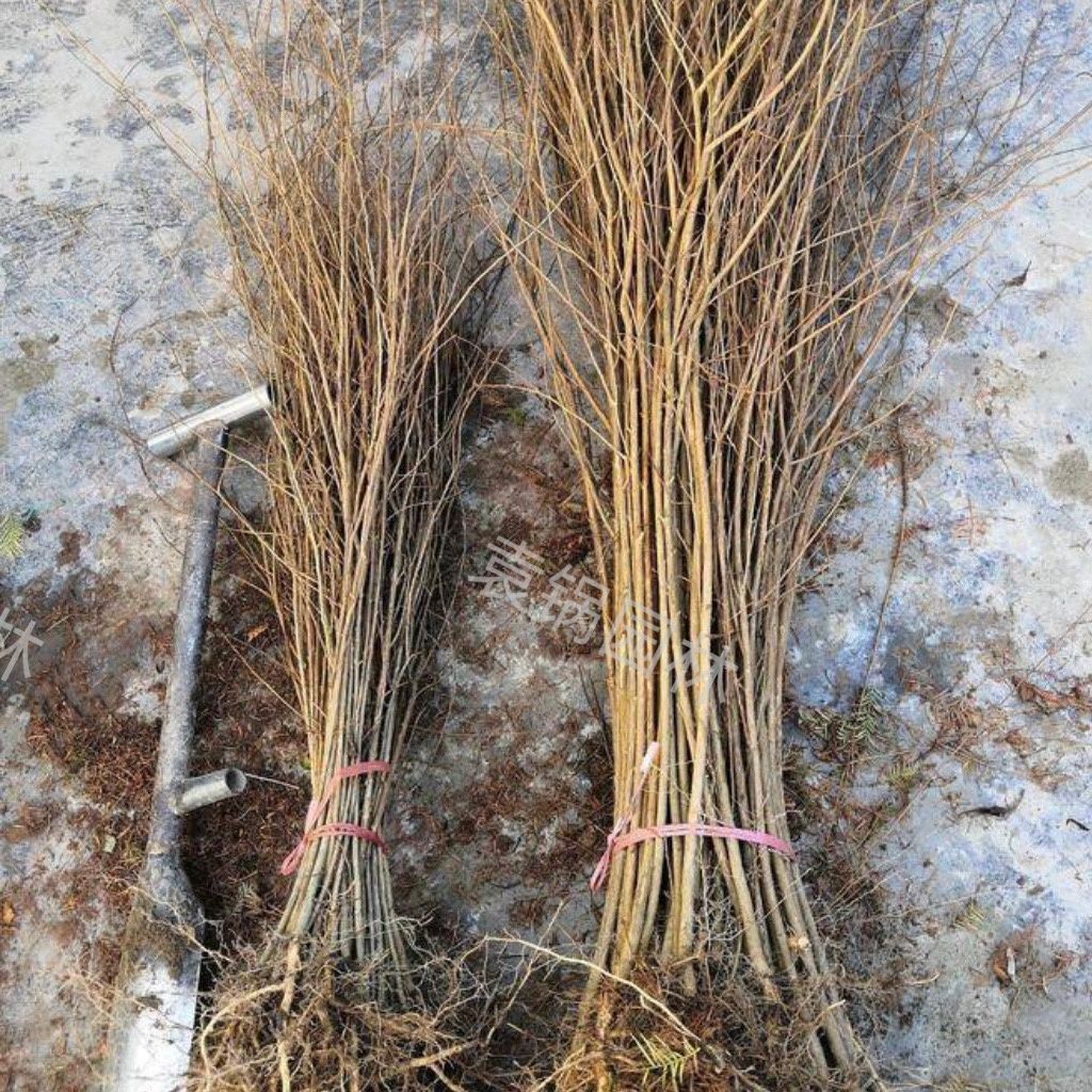 紫薇花树苗痒痒树无皮树百日红盆栽盆景花瓶编织苗别墅庭院景观苗
