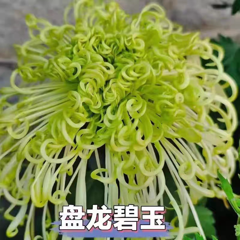 盘龙碧玉菊花盆栽带花苞九月菊好养活耐寒大花型阳台庭院花龙爪菊图片