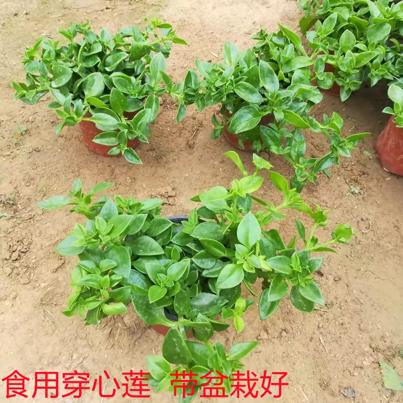 食用穿心莲盆栽保健菜苗阳台室内观花植物带盆栽好穿心莲种子田七