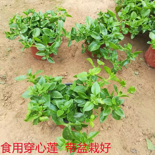 食用穿心莲盆栽保健菜苗阳台室内观花植物带盆栽好穿心莲种子田七