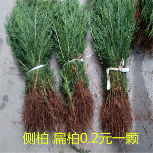 侧柏树苗 扁柏 柏枝树苗塔柏大松柏树苗 叶子可熏腊肉洗头长寿树