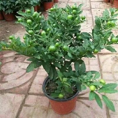 耐热耐寒多年生冬珊瑚 吉庆果红珊瑚豆 看樱桃 四季果 野海椒盆栽