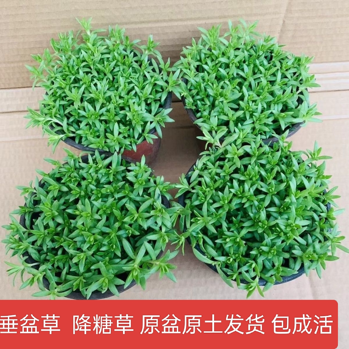 食用垂盆草养肝护肝室内外盆栽