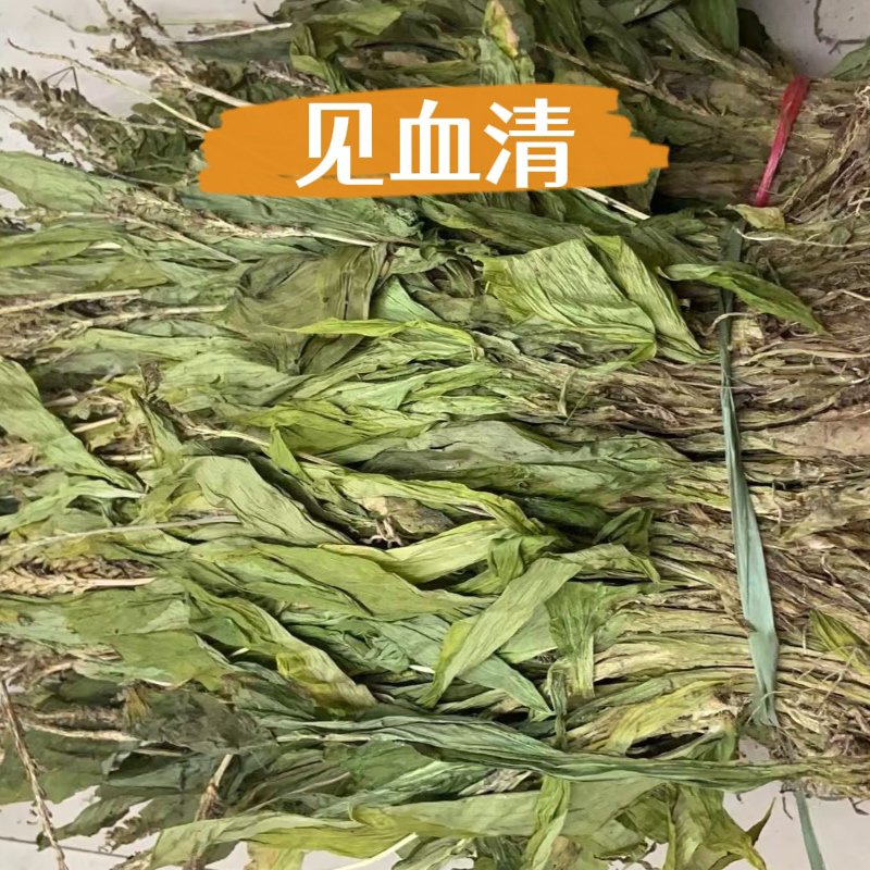 见血清中药材 整株全草 特级500克包邮食用 见血青 羊耳蒜 立地好