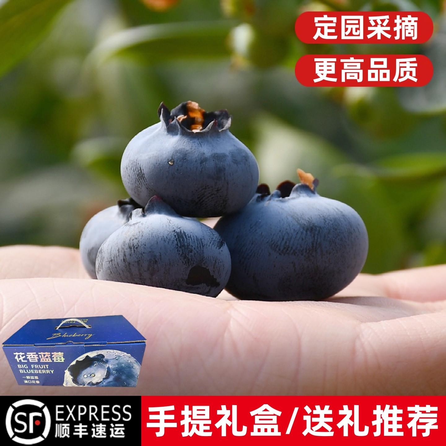 云南正宗L25花香蓝莓露天种植应季现摘脆甜孕妇宝宝辅食新鲜水果,水产肉类/新鲜蔬果/熟食,蓝莓,淘宝优惠券,粉丝福利购,淘宝优惠卷