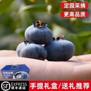 云南正宗L25花香蓝莓露天种植应季 现摘脆甜孕妇宝宝辅食新鲜水果