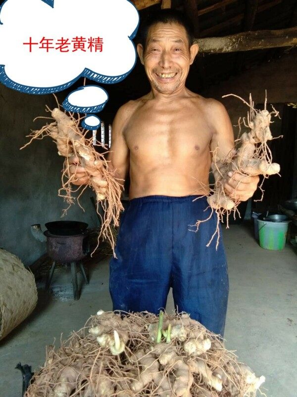 500克一斤满五斤包邮新鲜黄精泡酒材料老虎姜十年老黄精九蒸九晒