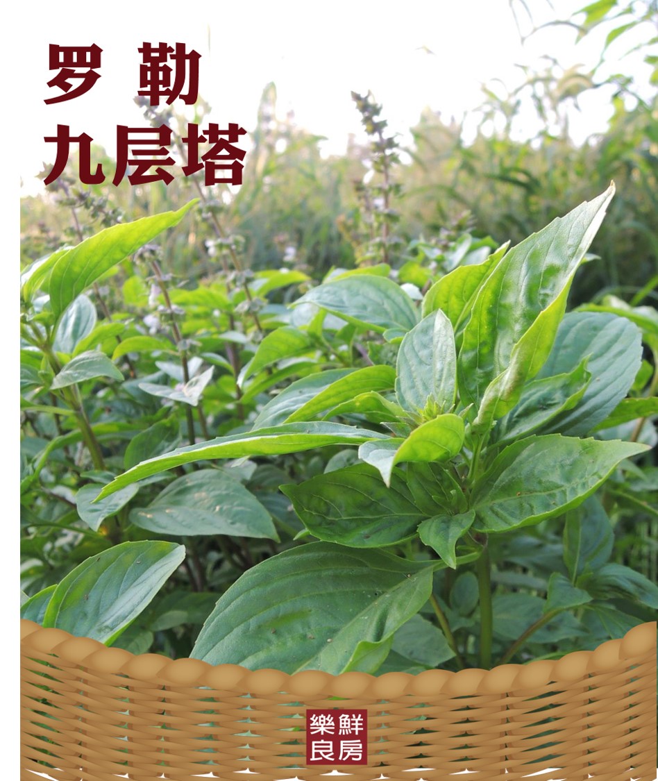 乐鲜良房台湾红骨九层塔无毒无农药无化肥有机农法种植咸酥鸡