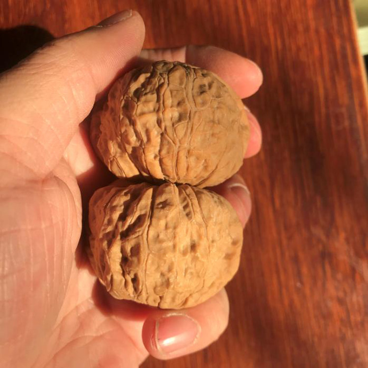 全品新一物一图精选头货45mm大肚南瓜墩大肚文玩把件麻核桃狮子头