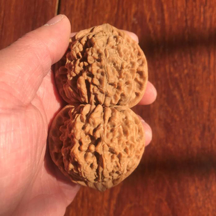 52mm龙鼎纹官帽一物一图麻核桃文玩把件老树圆润自然矮桩大肚麒麟