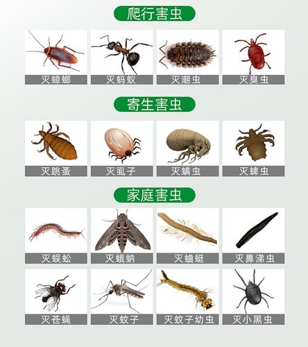 屋里有虫子质量怎么样 屋里有虫子口碑怎么样 小麦优选