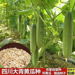 四川老品种土黄瓜种籽大青黄瓜冬黄瓜高产量易种黄瓜吊瓜四季种子