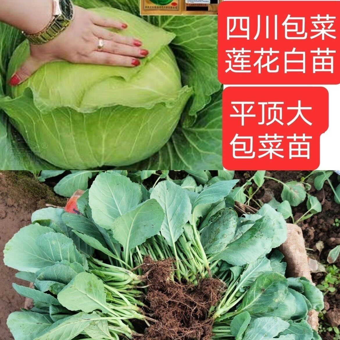 四川莲花白苗大包菜苗子尖包菜牛心甘蓝菜苗耐寒秋冬季蔬菜种子