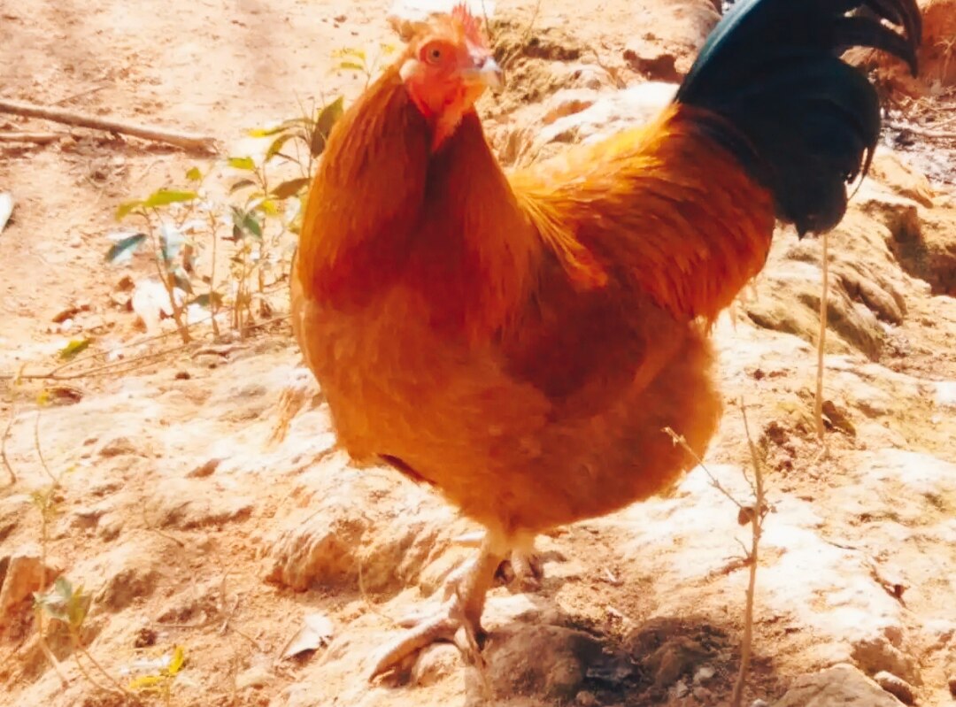 信宜走山鸡,正宗三黄鸡,母鸡,鸡项活鸡3斤