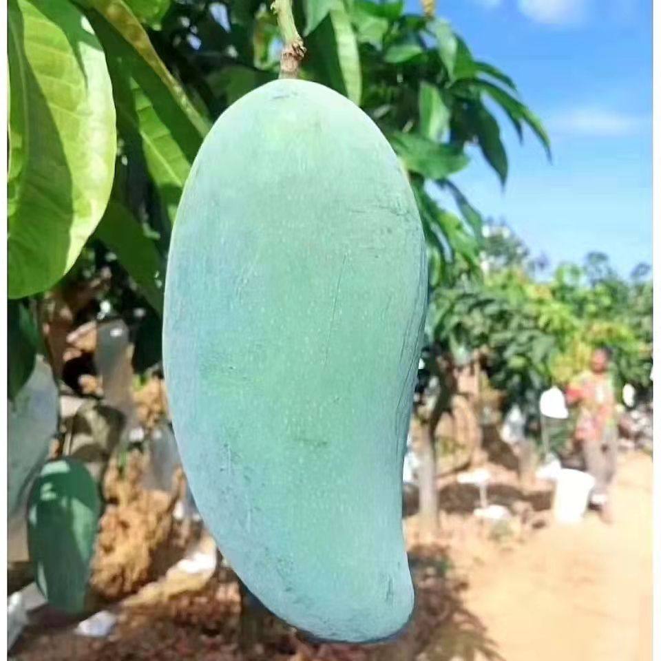 攀枝花黄皮金煌芒果新鲜大青芒孕妇水果超甜肉厚带箱10斤顺丰包邮
