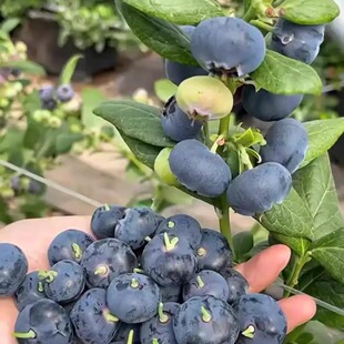 攀枝花 山地高原花香蓝莓王新鲜果应当季水果L25孕妇整箱顺丰包邮