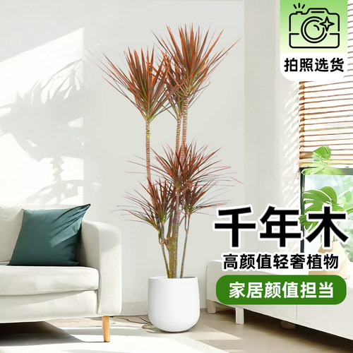 千年木大型盆栽室内网红绿植