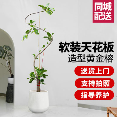 黄金榕青叶橡皮树室内大型绿植盆景北欧客厅室内盆栽植物北京同城