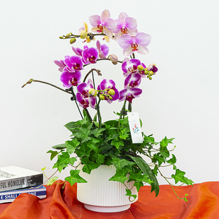 北京8株蝴蝶兰盆栽春节送礼送老人送领导带花苞室内花卉中秋国庆