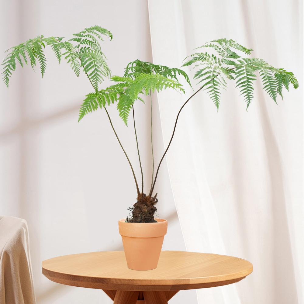 红鳞蕨盆栽中式盆景植物室内耐阴桌面四季好养一叶蕨绿植净化空气