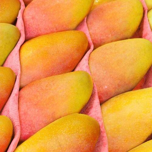 【广西贵妃芒】正宗百色芒果当季新鲜水果现摘现发鲜甜产地直发