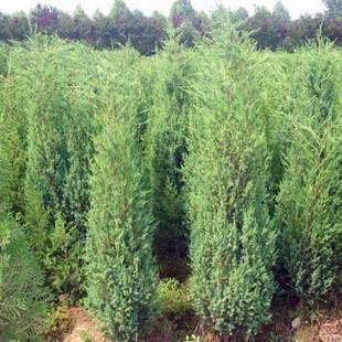 刺柏树苗北京桧柏刺松树苗带刺行道树苗绿化松柏树清明塔柏地柏苗