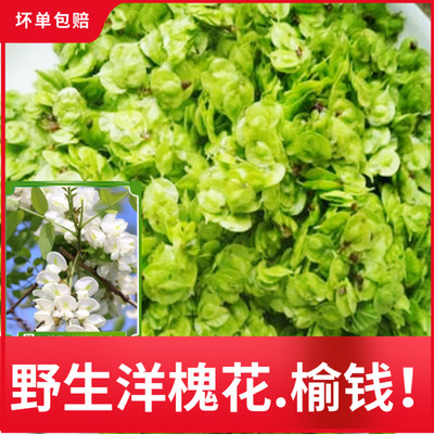 榆钱儿野生2026现摘新鲜榆钱槐米洋槐花蔬菜榆钱子野菜包邮