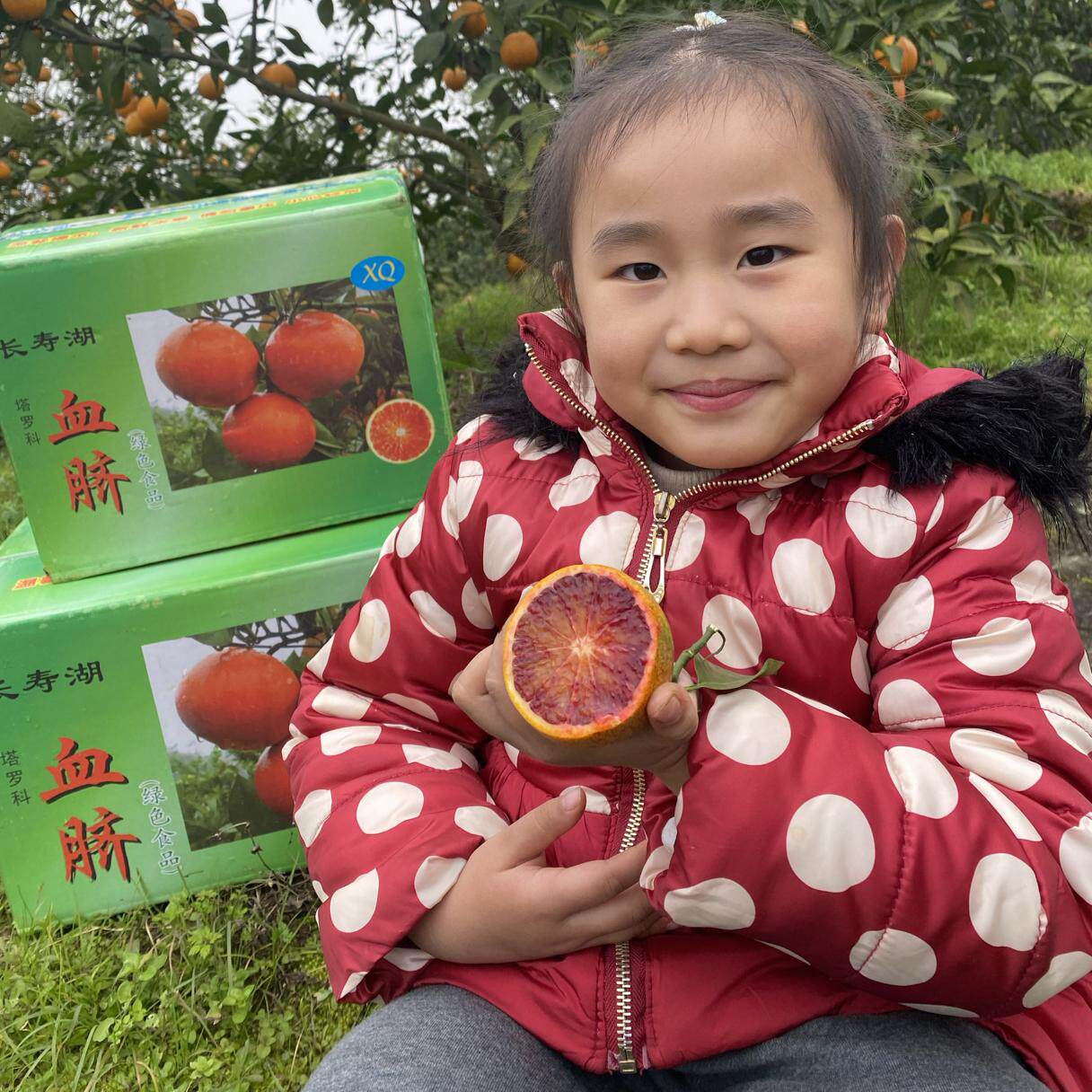 实图当季新鲜重庆长寿湖血脐塔罗科血橙应季玫瑰香味应季现摘发货