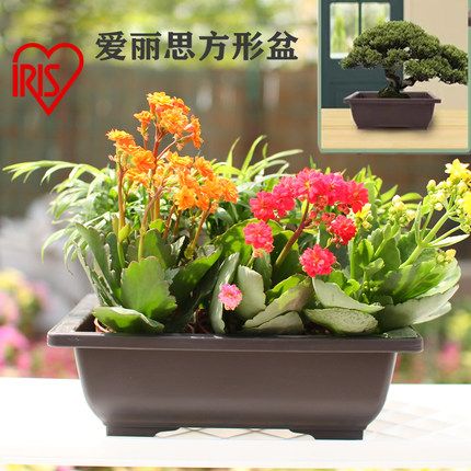 爱丽丝花盆长方形塑料阳台盆栽绿植多肉植物盆爱丽思盆盆景浅型盆