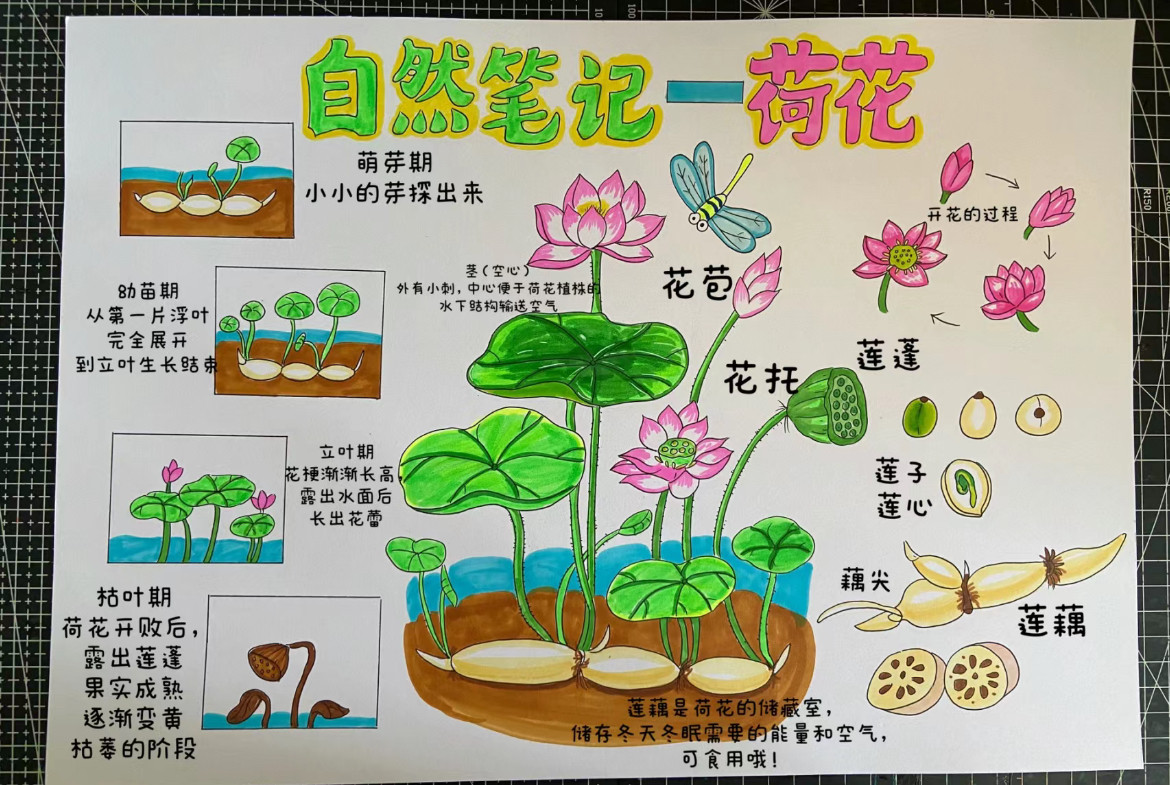 荷花生长记手抄报模板电子版自然笔记小报植物生长日记过程的一生