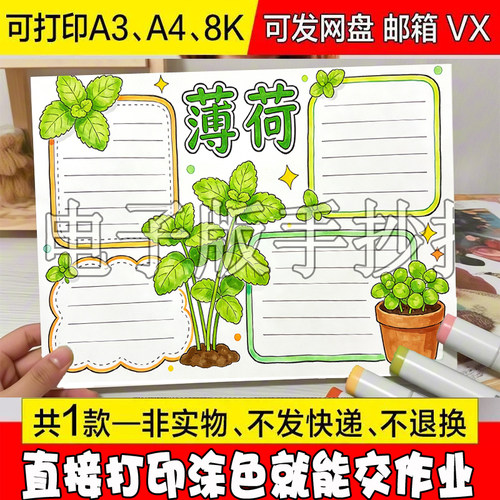 /436薄荷生长观察手抄报电子线稿自然笔记植物记录卡植物名片小报