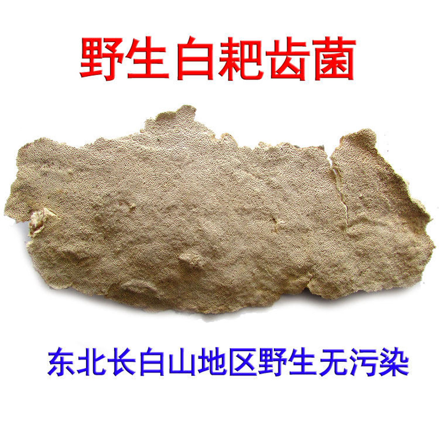东北野生白耙齿菌无添加