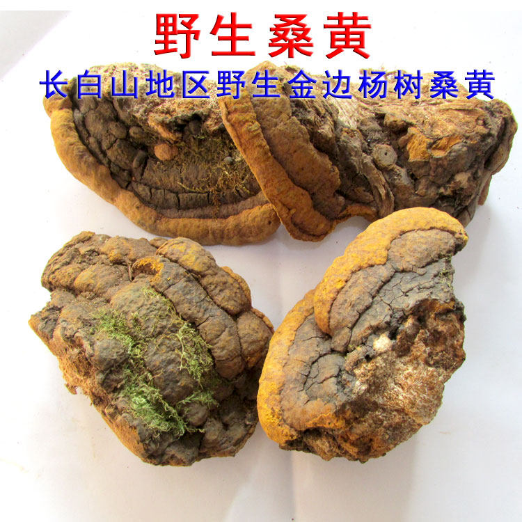 野生桑黄 东北长白山杨树桑黄茶 新货孔菌金边桑黄灵芝大小切块