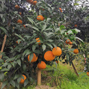 正宗四川蒲江爱媛38号柑橘果冻橙现摘现发净重9斤22 24个左右